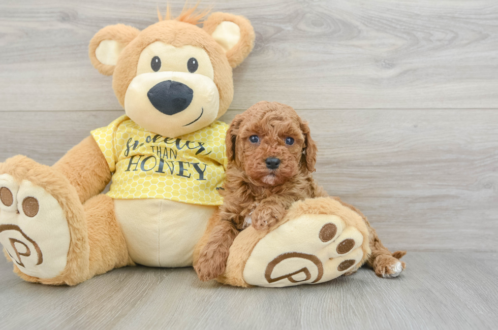 6 week old Cavapoo Puppy For Sale - Puppy Love PR