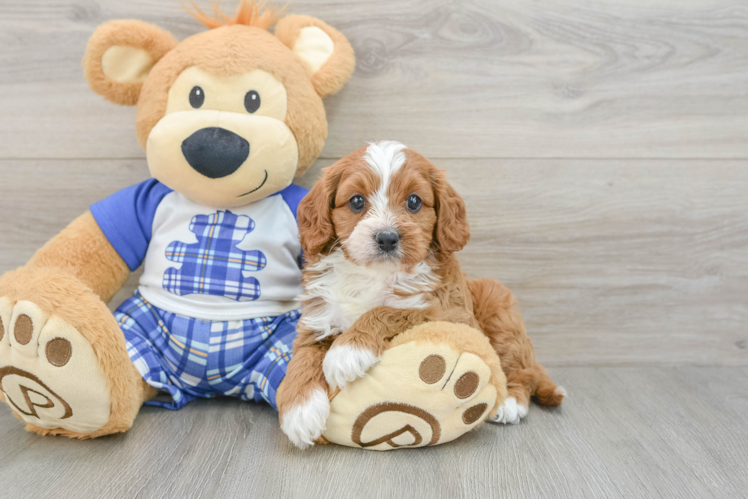 Cavapoo Puppy for Adoption