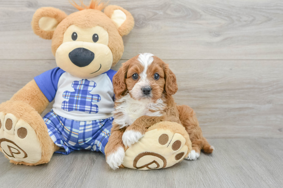 5 week old Cavapoo Puppy For Sale - Puppy Love PR