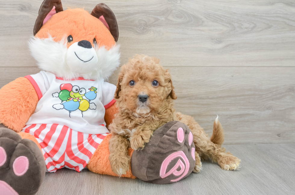 7 week old Cavapoo Puppy For Sale - Puppy Love PR