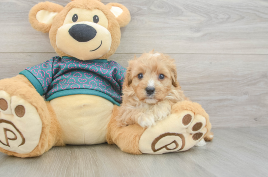 Popular Cavapoo Poodle Mix Pup