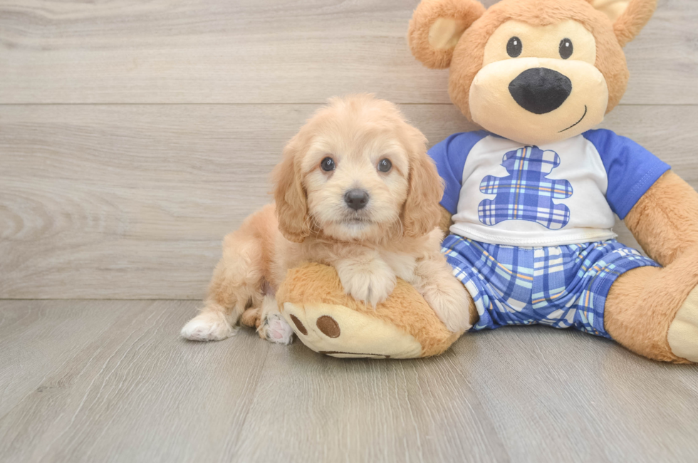 6 week old Cavapoo Puppy For Sale - Puppy Love PR