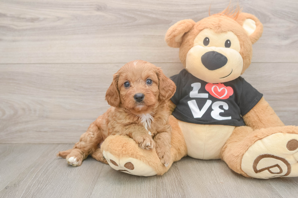 5 week old Cavapoo Puppy For Sale - Puppy Love PR