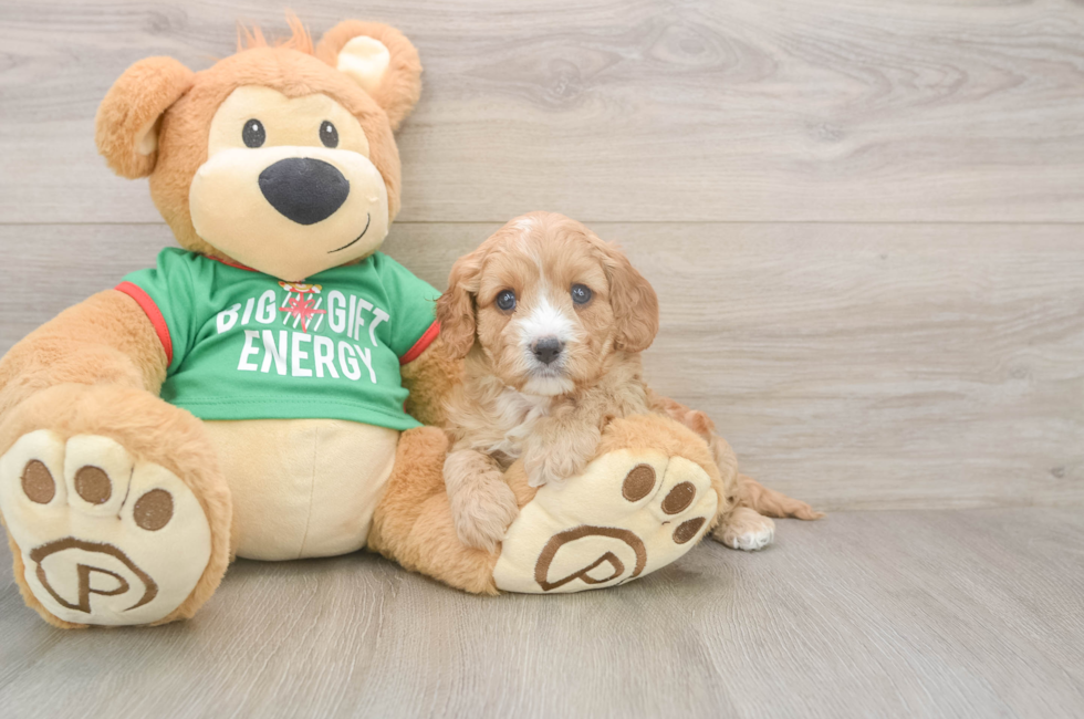 5 week old Cavapoo Puppy For Sale - Puppy Love PR