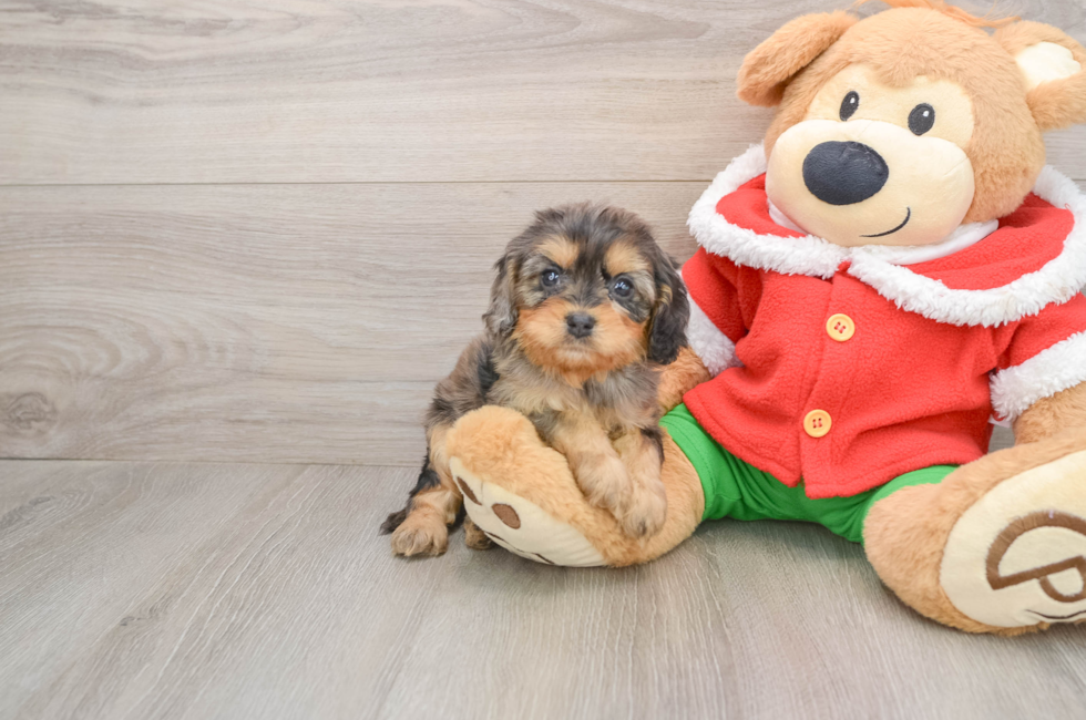 5 week old Cavapoo Puppy For Sale - Puppy Love PR