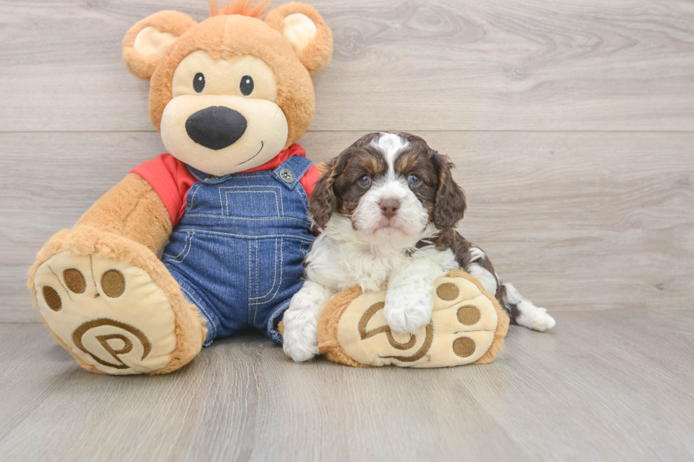 Smart Cavapoo Poodle Mix Pup