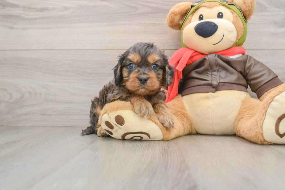 Happy Cavapoo Baby