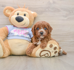 5 week old Cavapoo Puppy For Sale - Puppy Love PR