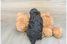 Adorable Cavalier King Charles Spaniel and Poodle Mix Poodle Mix Puppy