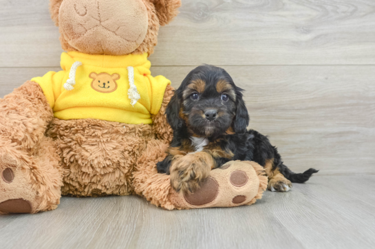 Smart Cavapoo Poodle Mix Pup