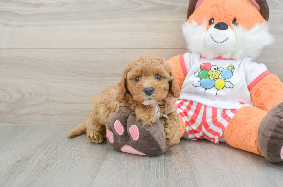 7 week old Cavapoo Puppy For Sale - Puppy Love PR