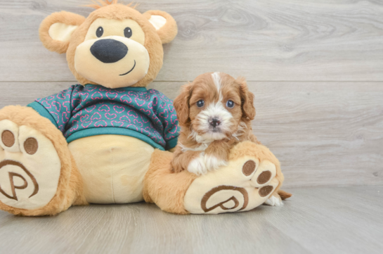Small Cavapoo Baby