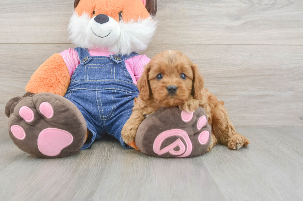 6 week old Cavapoo Puppy For Sale - Puppy Love PR