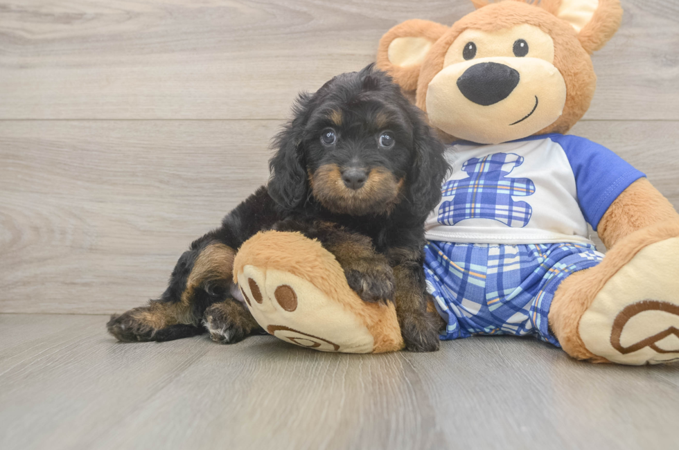 6 week old Cavapoo Puppy For Sale - Puppy Love PR