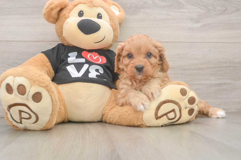 5 week old Cavapoo Puppy For Sale - Puppy Love PR