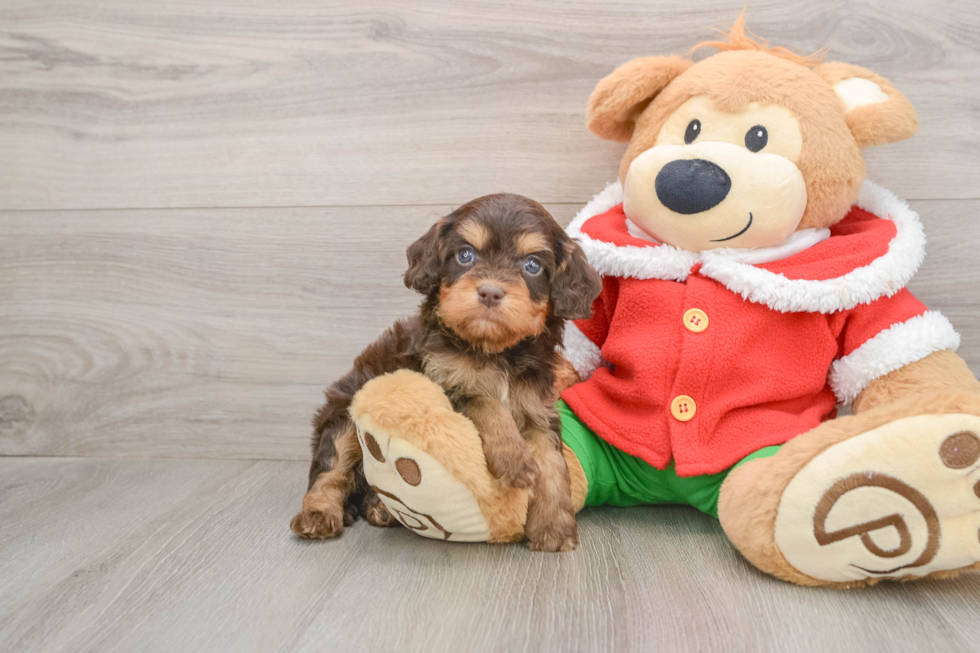 Friendly Cavapoo Baby
