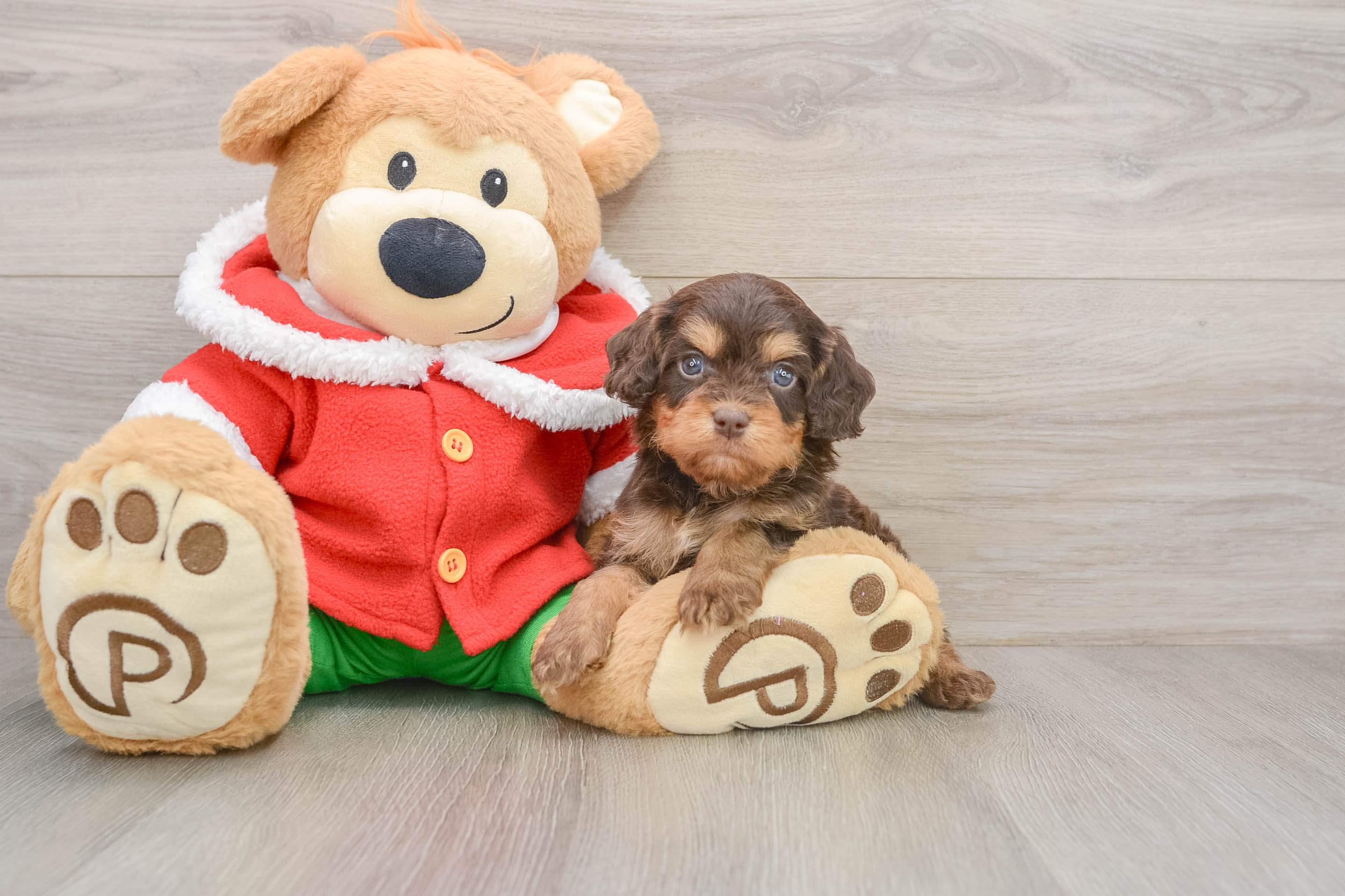 Cavapoo Puppy for Adoption