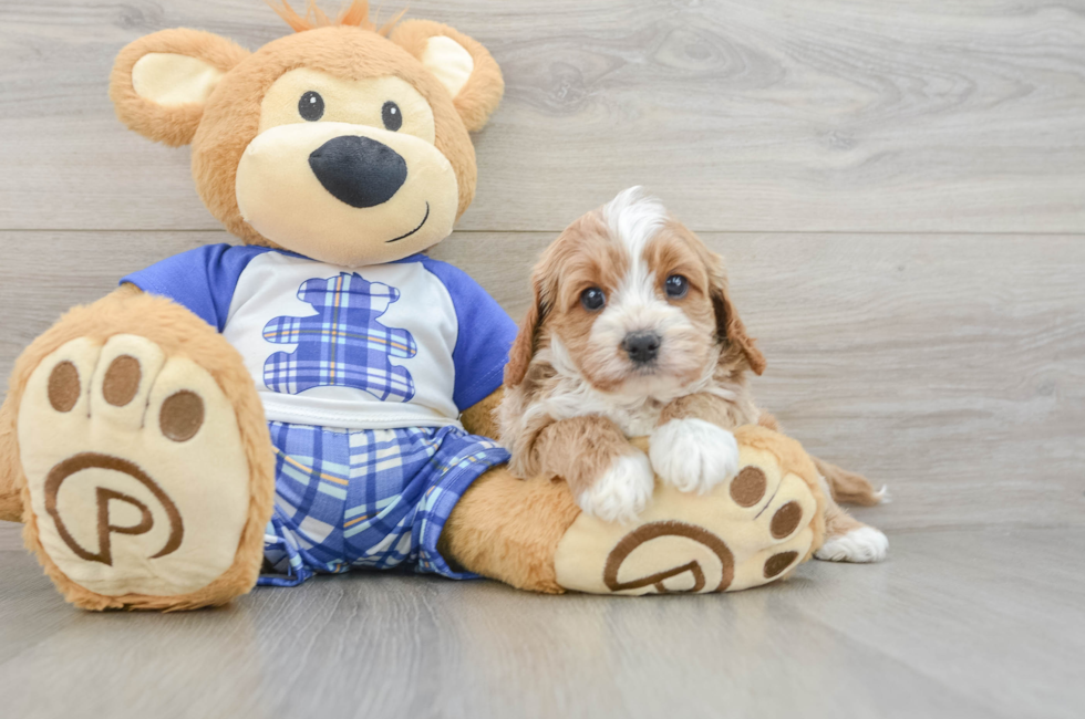 5 week old Cavapoo Puppy For Sale - Puppy Love PR