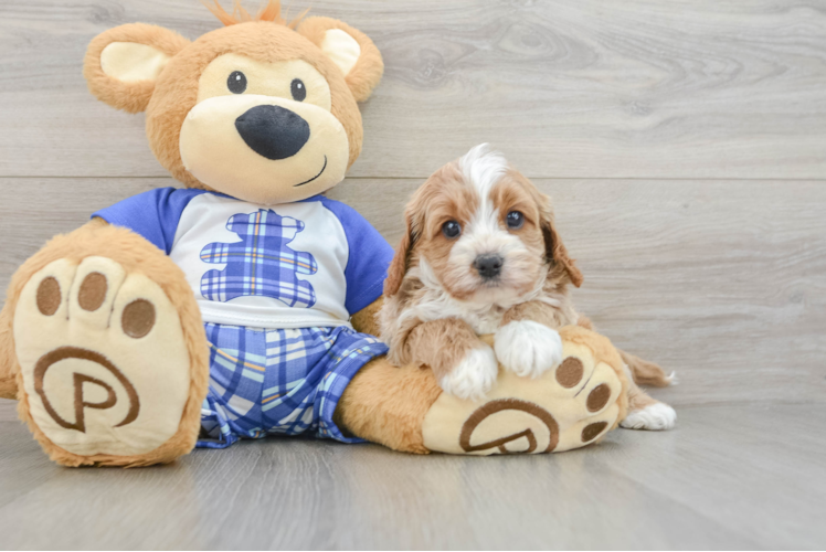 Meet Pumpkin - our Cavapoo Puppy Photo 1/3 - Puppy Love PR Smart Cavapoo Poodle Mix Pup