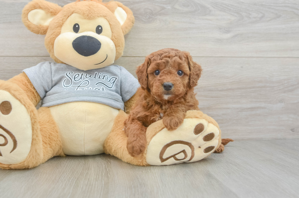 5 week old Cavapoo Puppy For Sale - Puppy Love PR