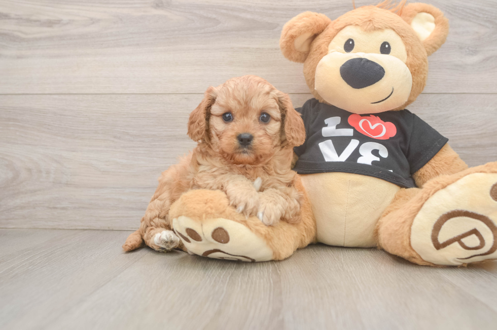 5 week old Cavapoo Puppy For Sale - Puppy Love PR
