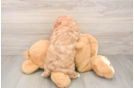 Cavapoo Pup Being Cute