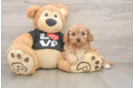 Happy Cavapoo Baby