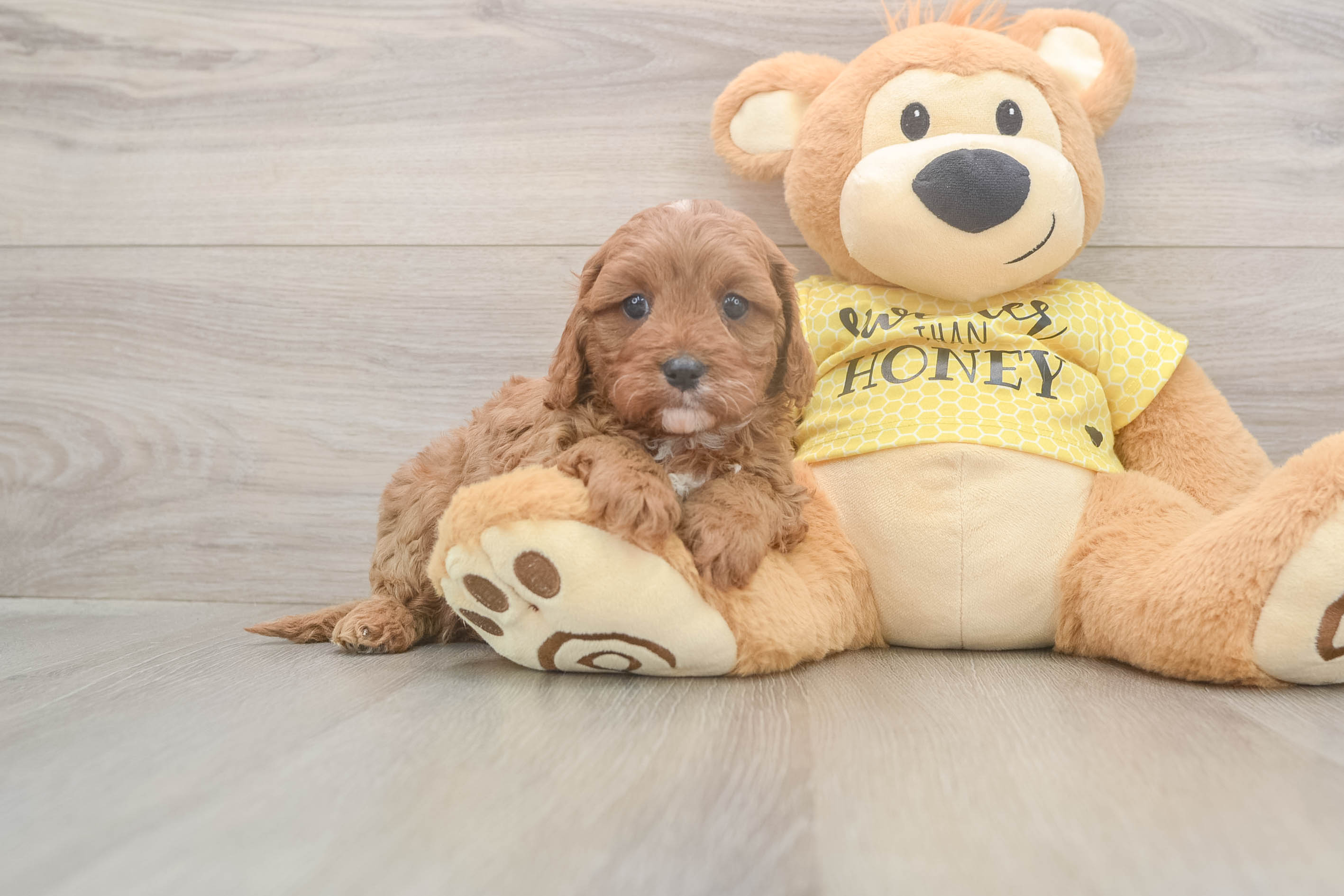 Cavapoo Pup Being Cute