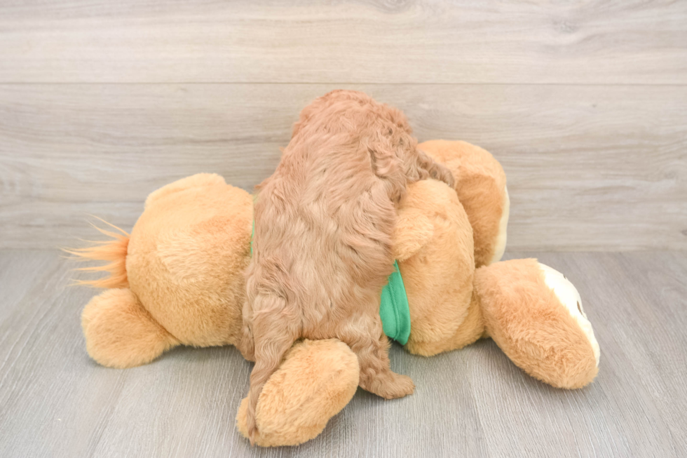 Friendly Cavapoo Baby