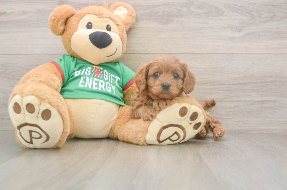 5 week old Cavapoo Puppy For Sale - Puppy Love PR