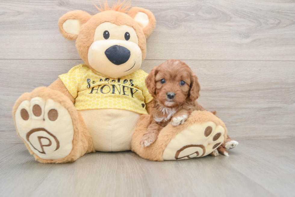 Petite Cavapoo Poodle Mix Pup
