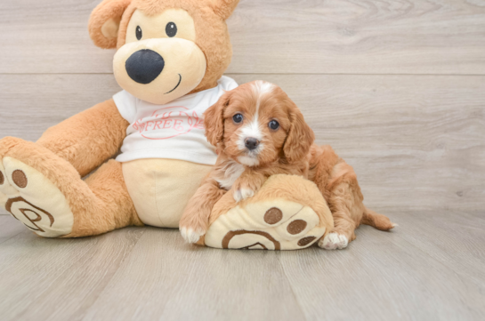 PUMPKIN, a Cavapoo littermate
