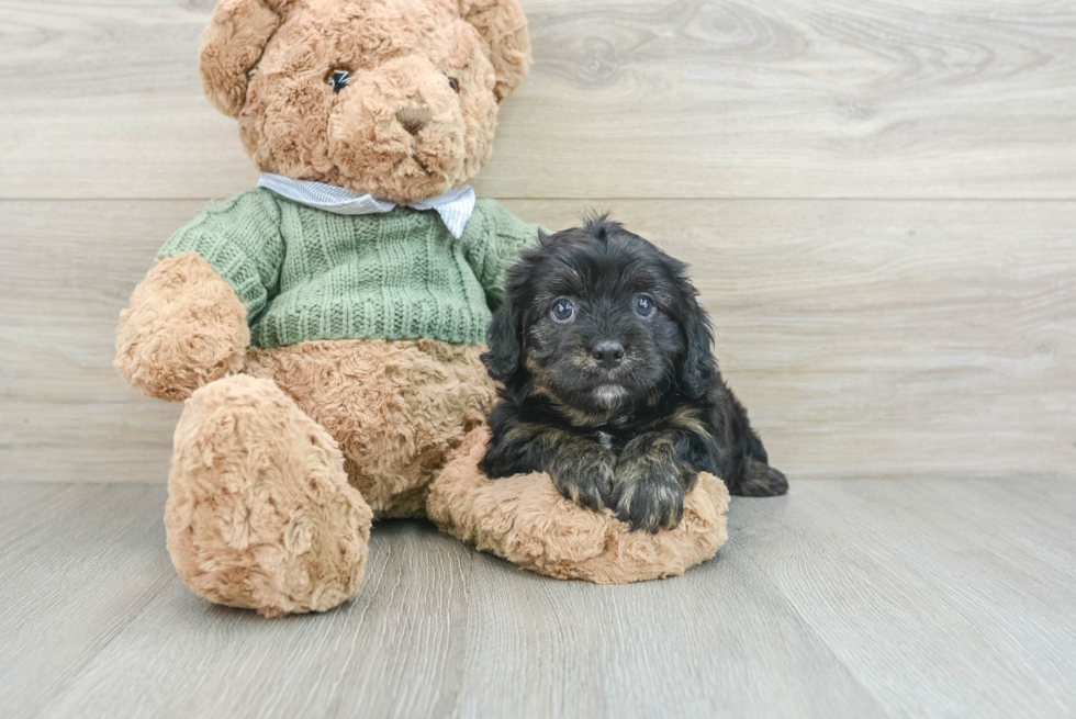 Hypoallergenic Cavadoodle Poodle Mix Puppy