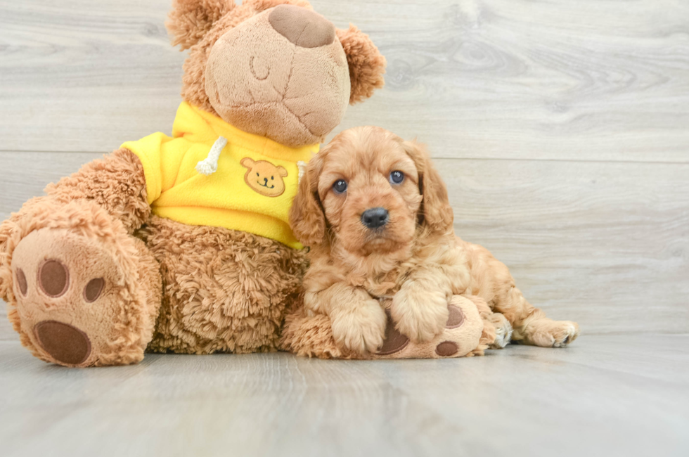 6 week old Cavapoo Puppy For Sale - Puppy Love PR