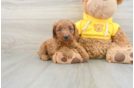 Fluffy Cavapoo Poodle Mix Pup