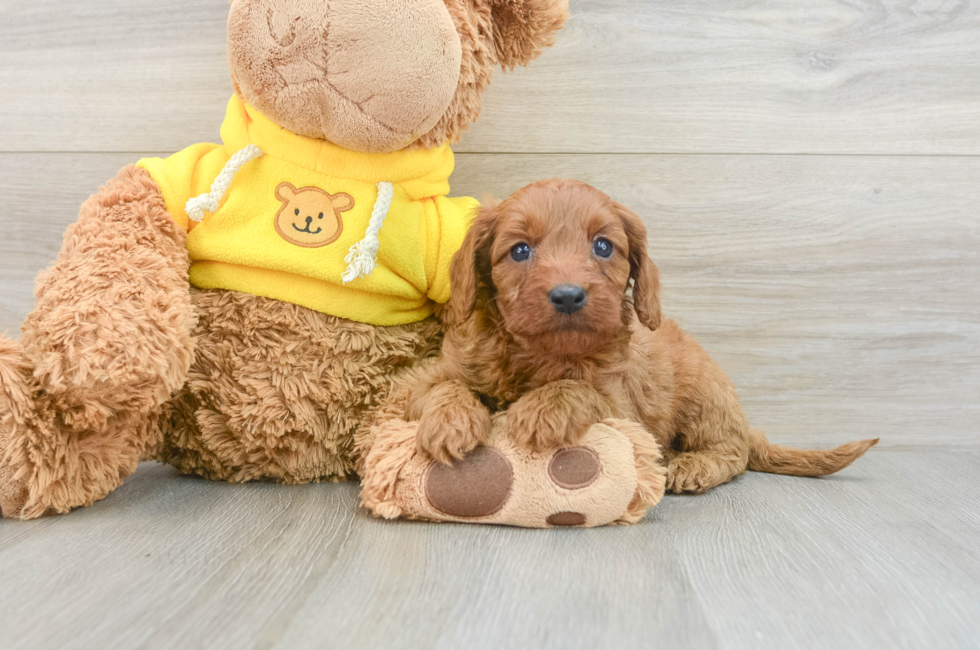 8 week old Cavapoo Puppy For Sale - Puppy Love PR