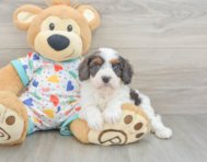 9 week old Cavapoo Puppy For Sale - Puppy Love PR