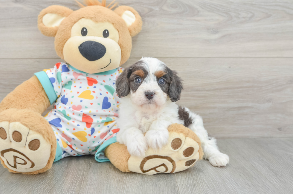 6 week old Cavapoo Puppy For Sale - Puppy Love PR