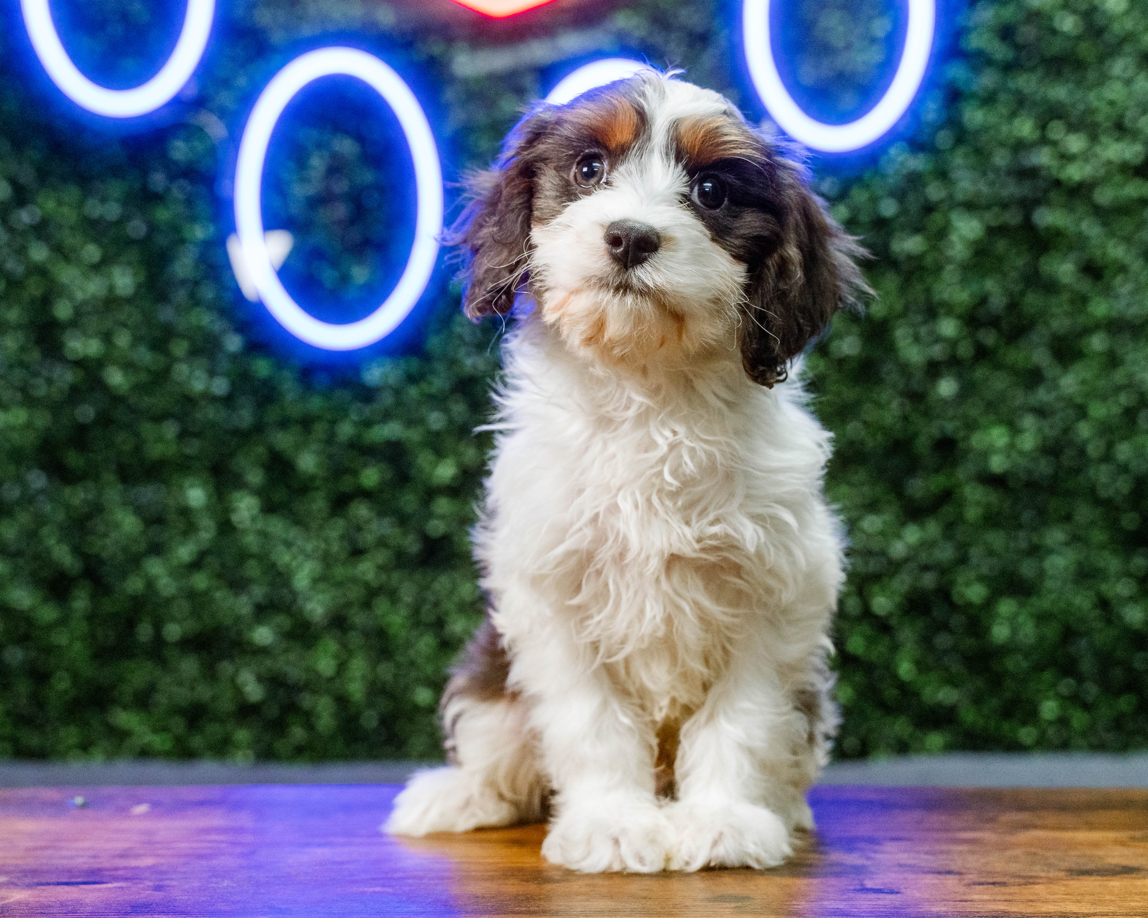 Cute Cavapoo Poodle Mix Pup