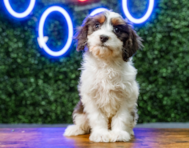 9 week old Cavapoo Puppy For Sale - Puppy Love PR