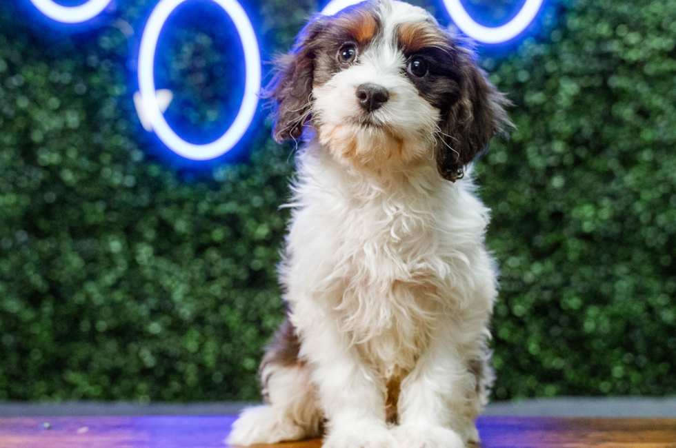 9 week old Cavapoo Puppy For Sale - Puppy Love PR