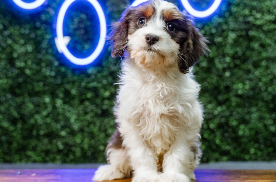 Cute Cavapoo Poodle Mix Pup