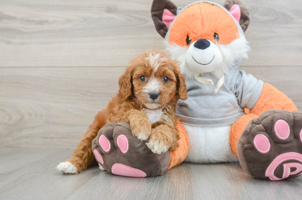 6 week old Cavapoo Puppy For Sale - Puppy Love PR