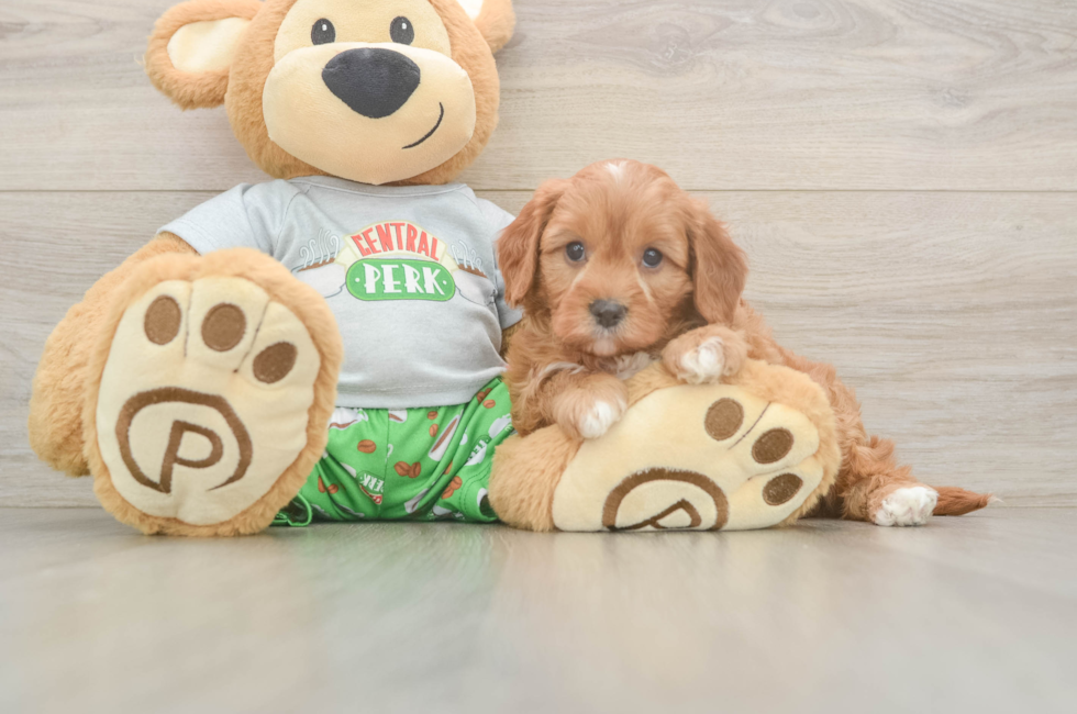 6 week old Cavapoo Puppy For Sale - Puppy Love PR