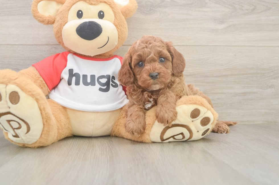 6 week old Cavapoo Puppy For Sale - Puppy Love PR