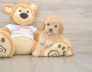 7 week old Cavapoo Puppy For Sale - Puppy Love PR