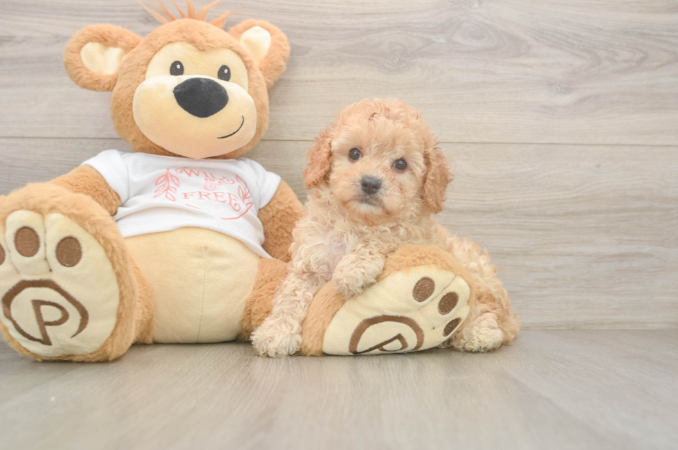 6 week old Cavapoo Puppy For Sale - Puppy Love PR