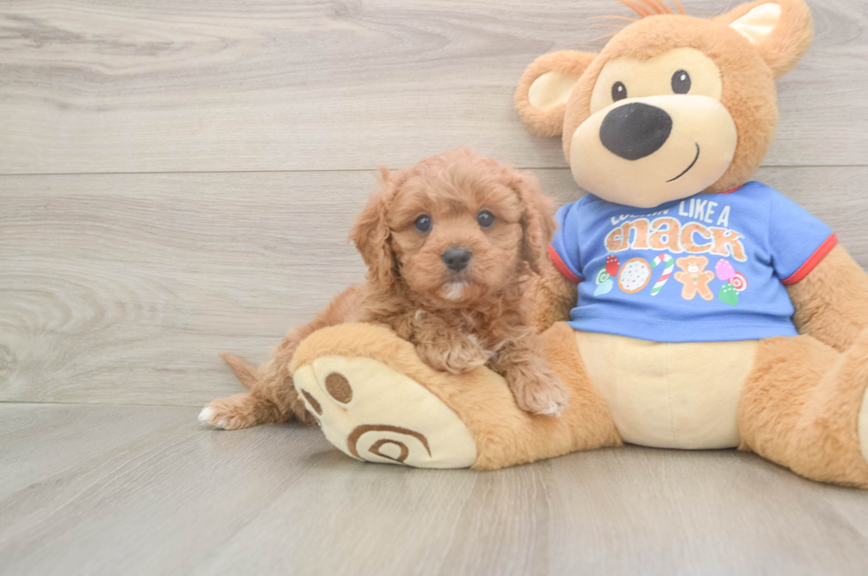 6 week old Cavapoo Puppy For Sale - Puppy Love PR