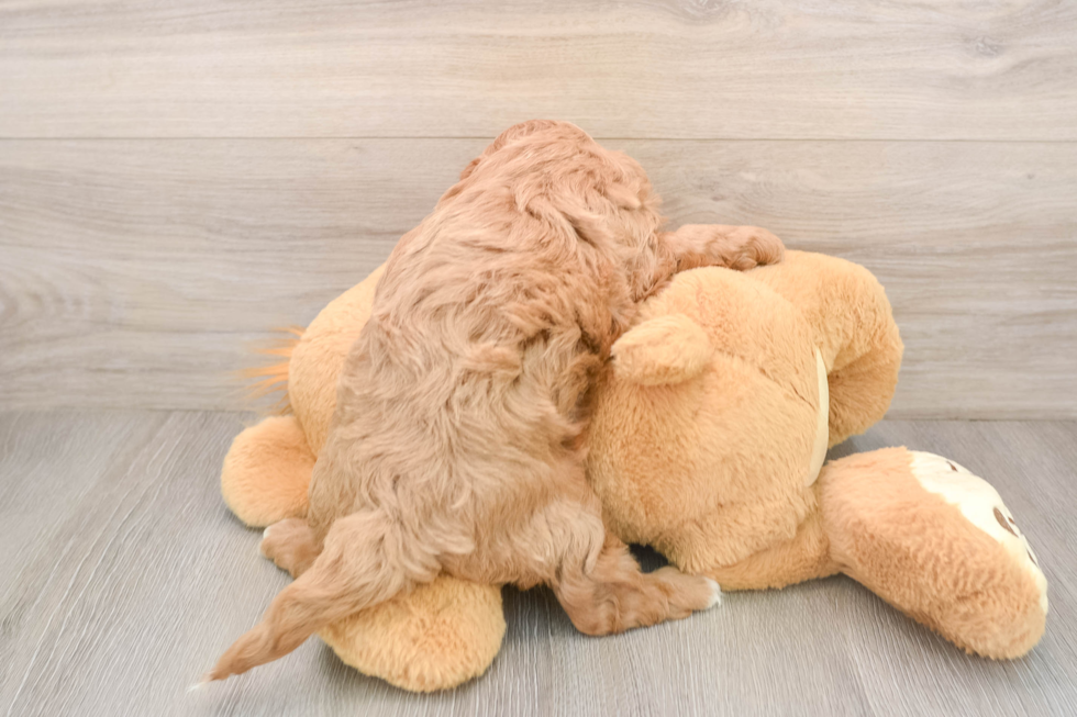 Adorable Cavalier King Charles Spaniel and Poodle Mix Poodle Mix Puppy