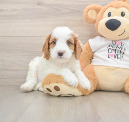 9 week old Cavapoo Puppy For Sale - Puppy Love PR